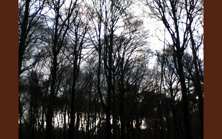 Trees II 2012, photography, 21 x 29,7 cm