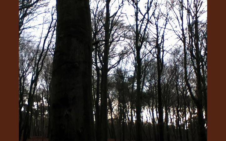 Trees IV 2012, photography, 21 x 29,7 cm